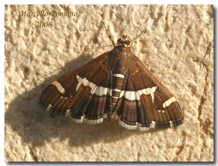 Hymenia recurvalis, una bella Pyralidae cosmopolita